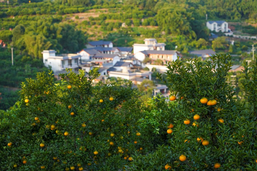 柑橘產(chǎn)業(yè)園。青神縣委宣傳部供圖